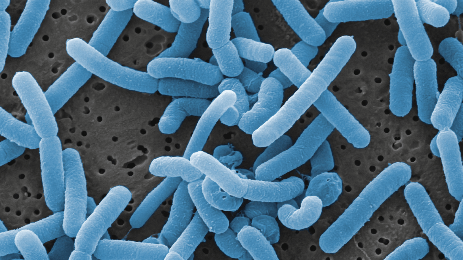 Microscopic illustration of Lactobacillus paracasei