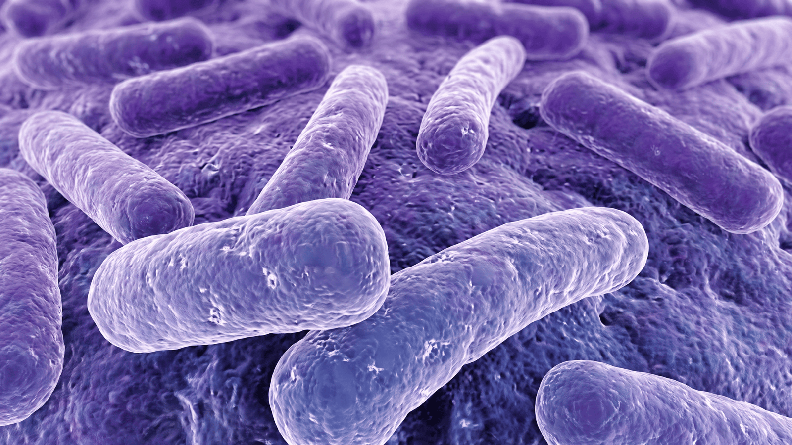 Microscopic illustration of Lactobacillus reuteri