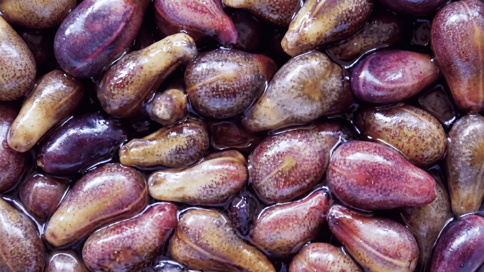 Grape seed extract ingredient representation