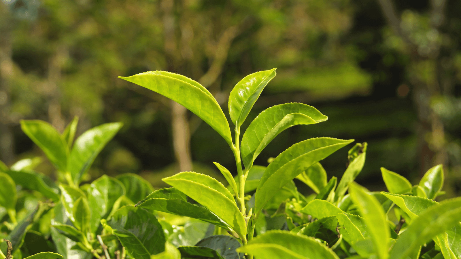 Green tea extract ingredient representation