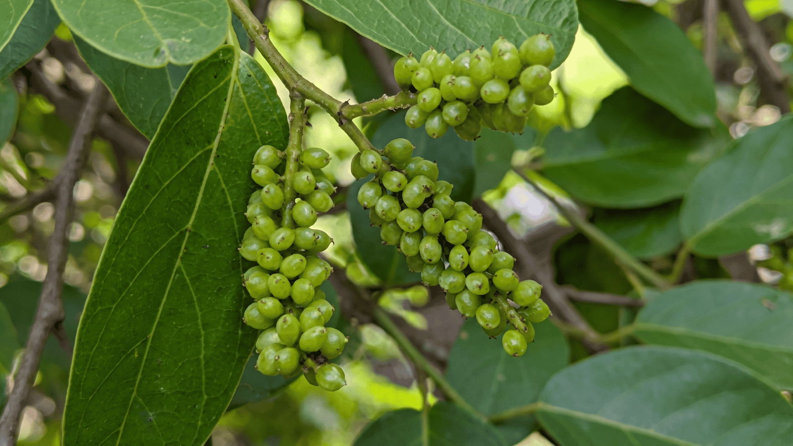 Gymnema leaf extract ingredient representation