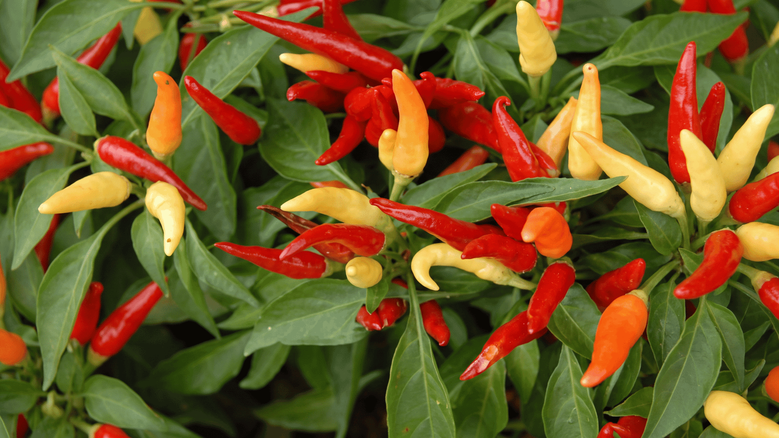 Capsicum annuum fruit extract ingredient representation