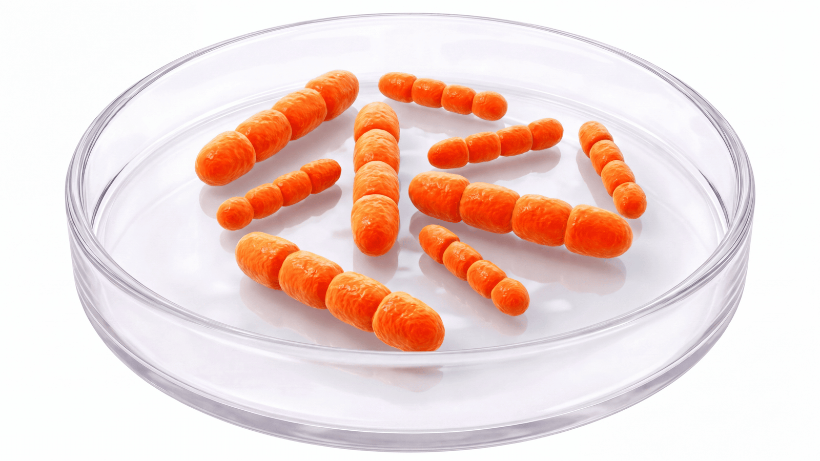 Illustrative representation of Lactobacillus crispatus in the FemiCore formula