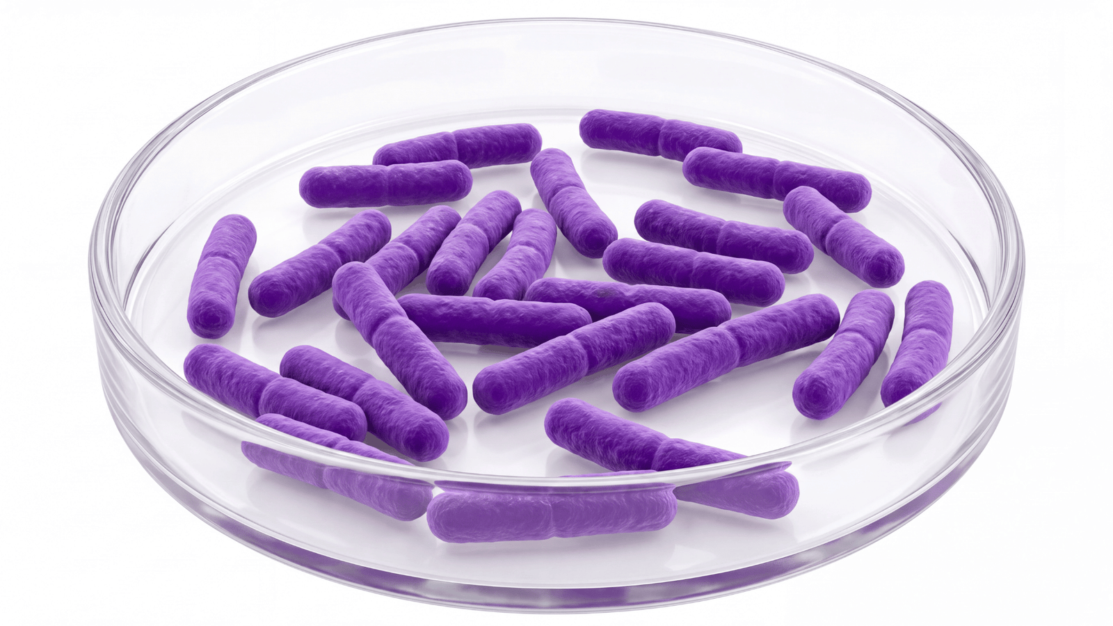 Illustrative representation of Lactobacillus plantarum in the FemiCore formula
