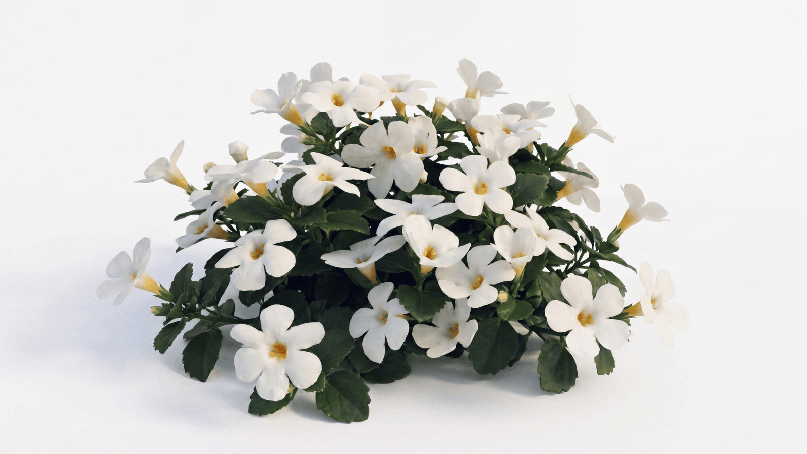 Bacopa monnieri ingredient representation
