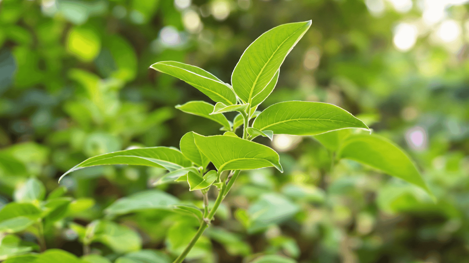 Illustrative Gymnema ingredient image