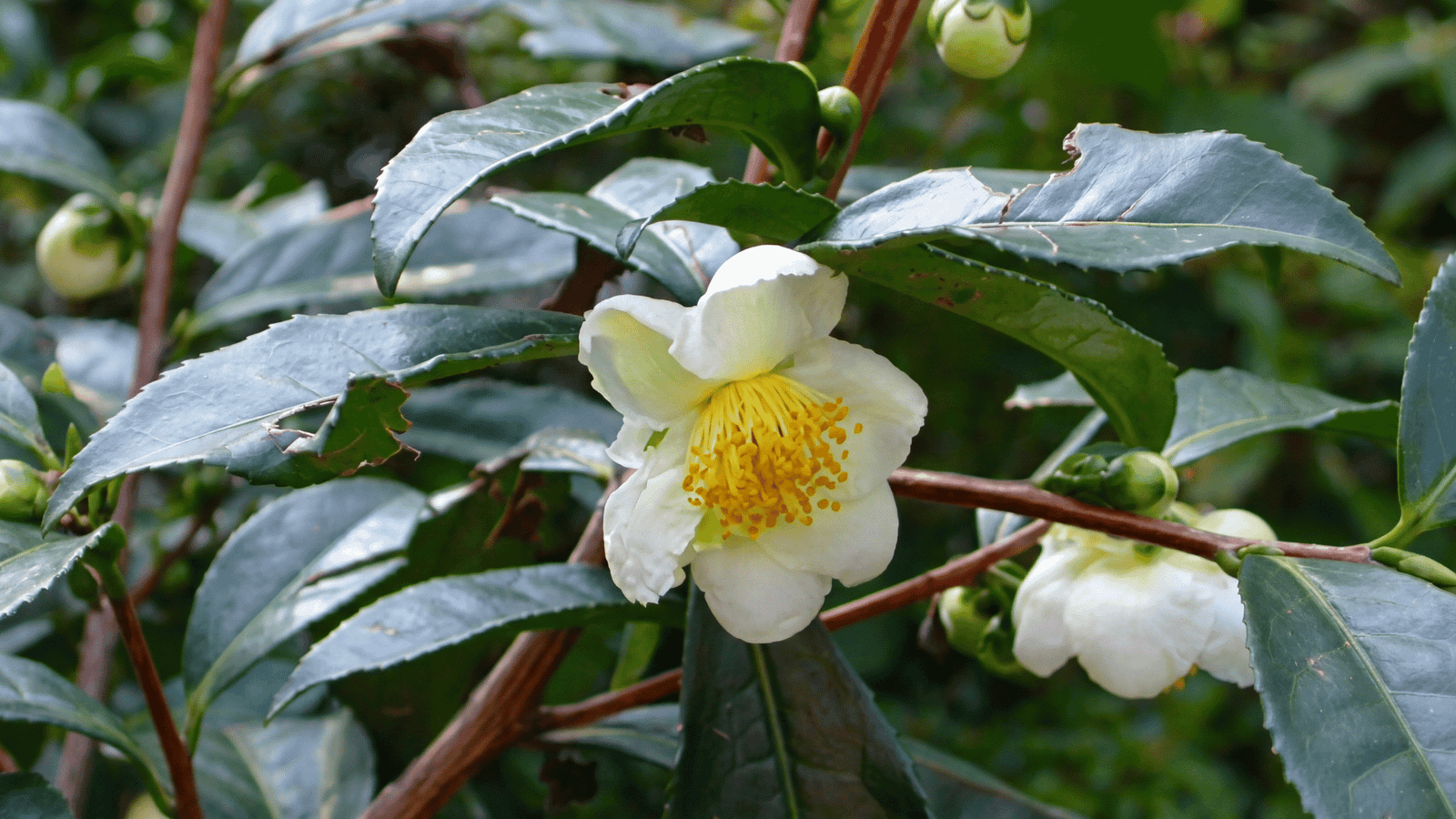 Illustrative green tea Camellia sinensis ingredient image