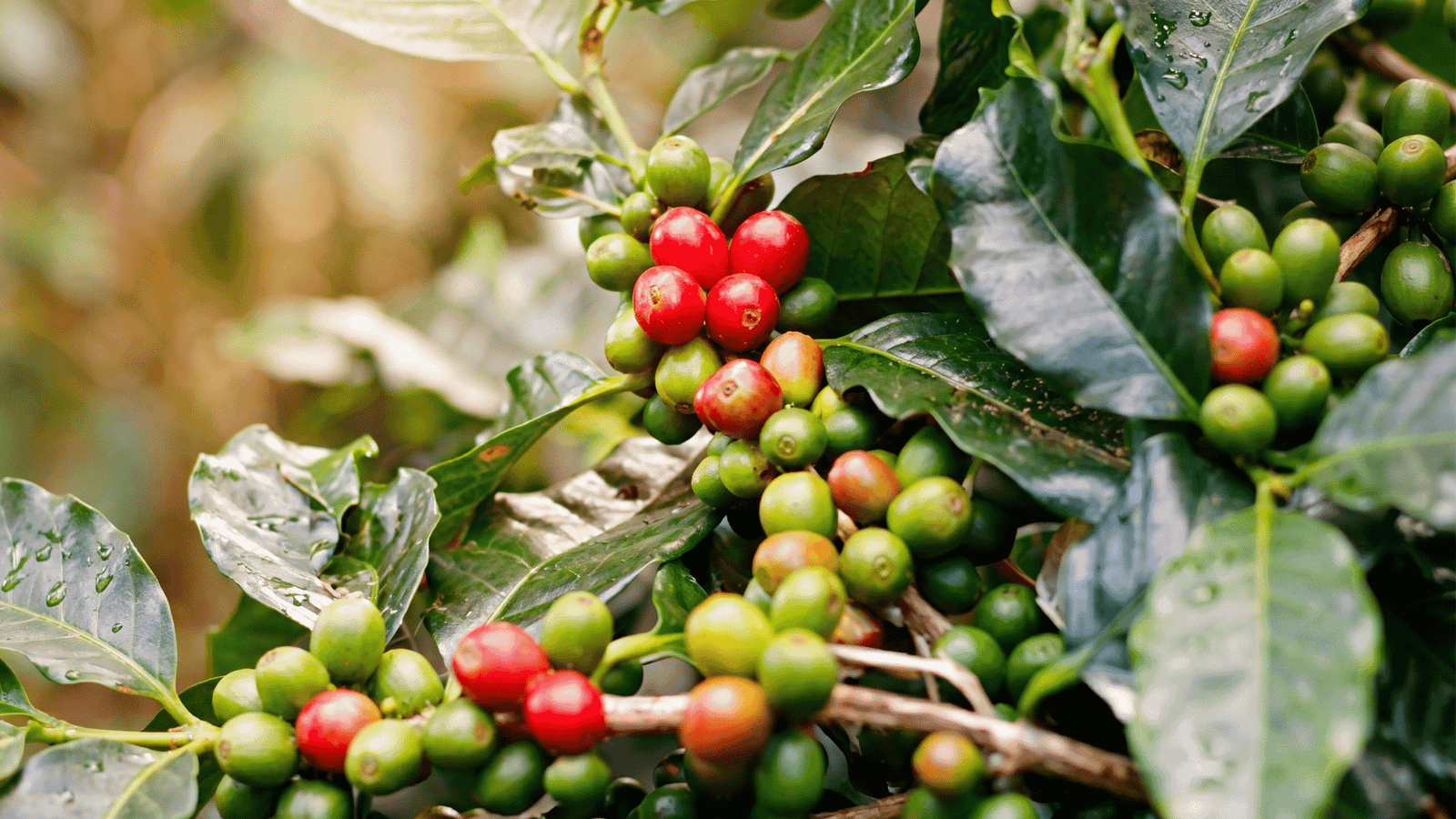 Illustrative green coffee bean and chlorogenic acid ingredient image