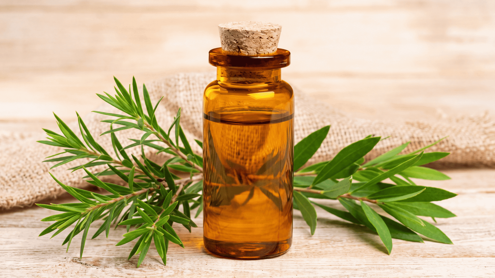 Illustrative tea tree oil image