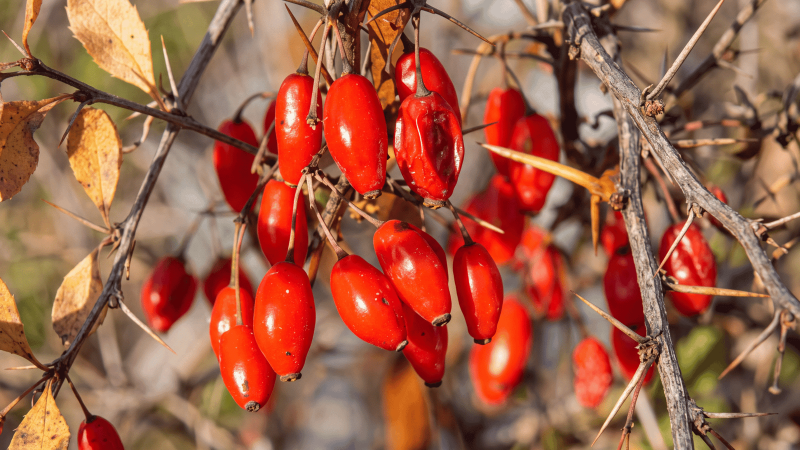 Illustrative berberine botanical image