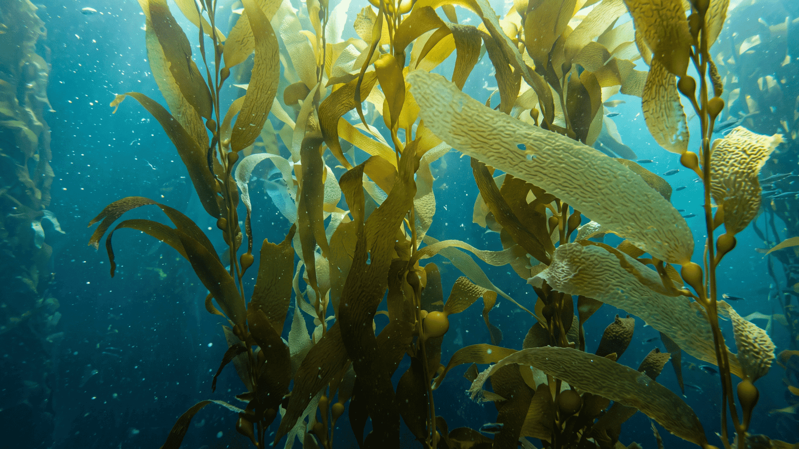 Illustrative fucoidan brown-seaweed image