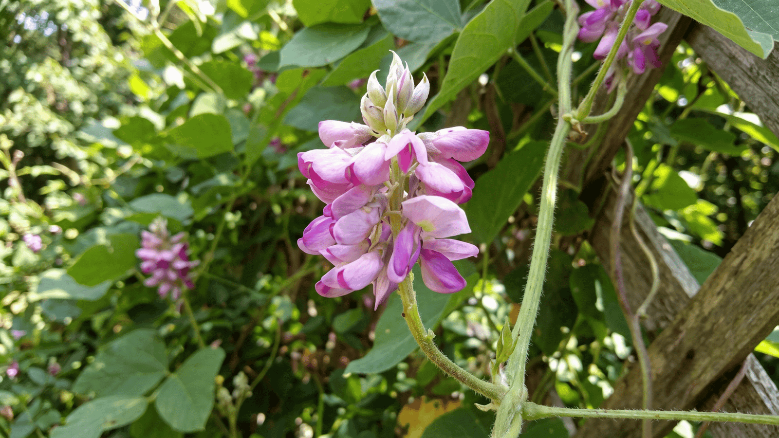 Illustrative kudzu flower image