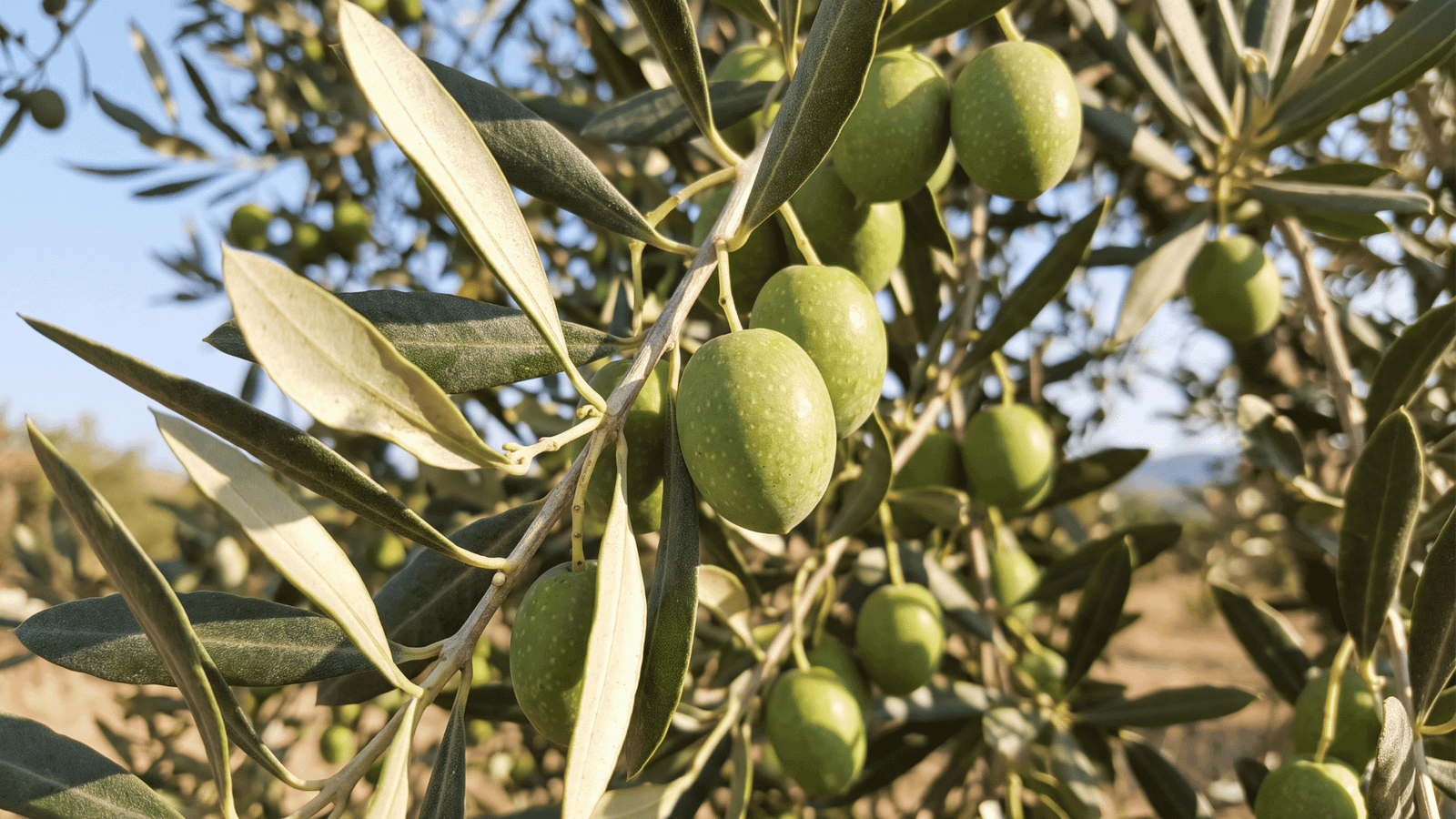 Illustrative olive leaf and oleuropein image
