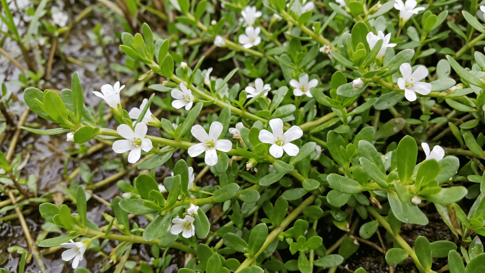 Illustrative Bacopa monnieri plant