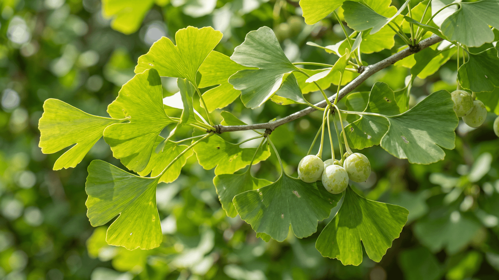 Illustrative Ginkgo biloba leaves and fruit