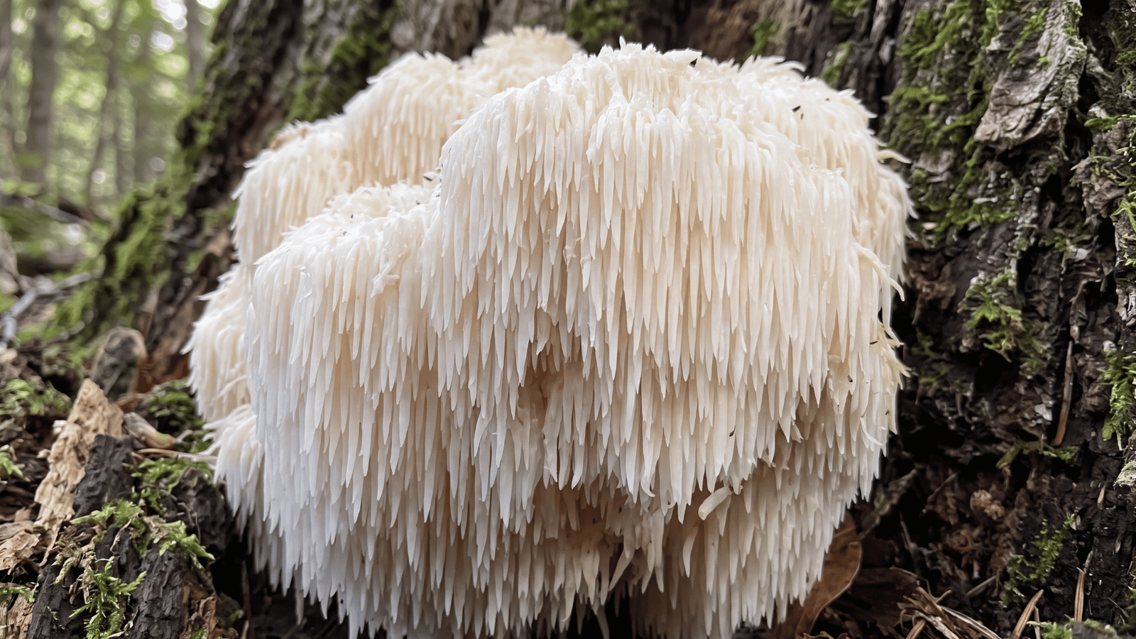Illustrative Lion's Mane Yamabushitake mushroom