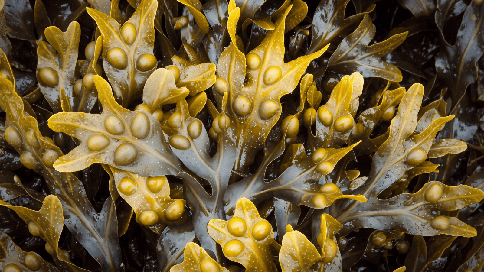 Illustrative bladderwrack seaweed ingredient image
