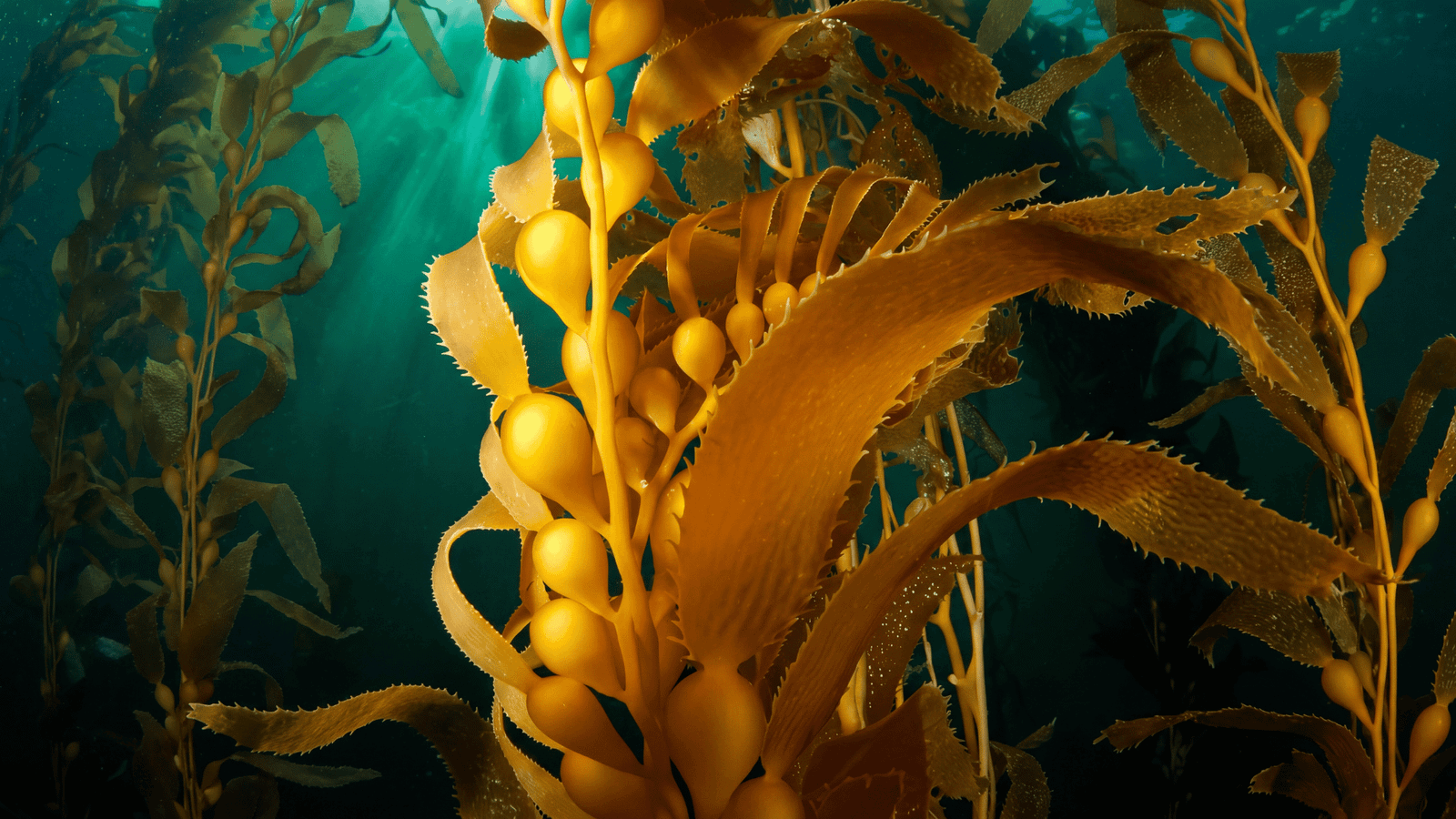 Illustrative kelp seaweed ingredient image