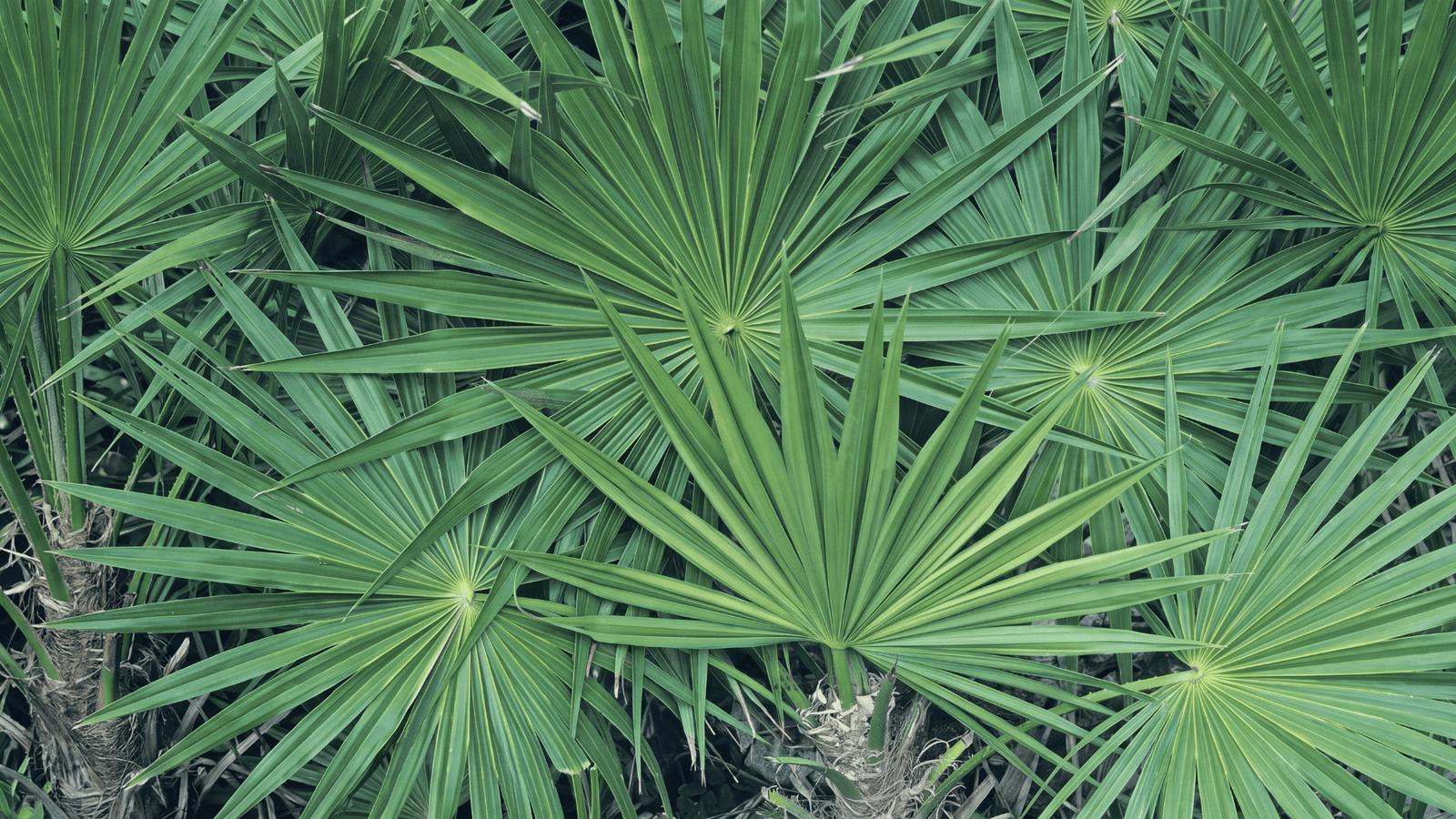 Illustrative saw palmetto ingredient image