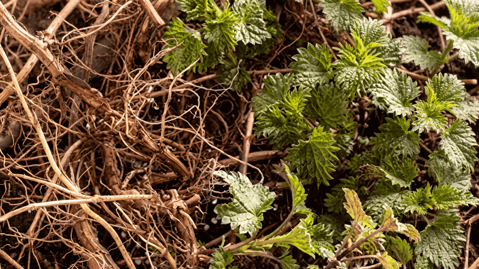 Illustrative nettle root ingredient image
