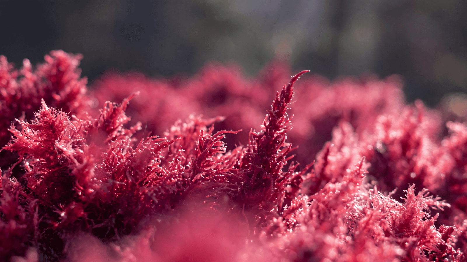 Illustrative astaxanthin ingredient image
