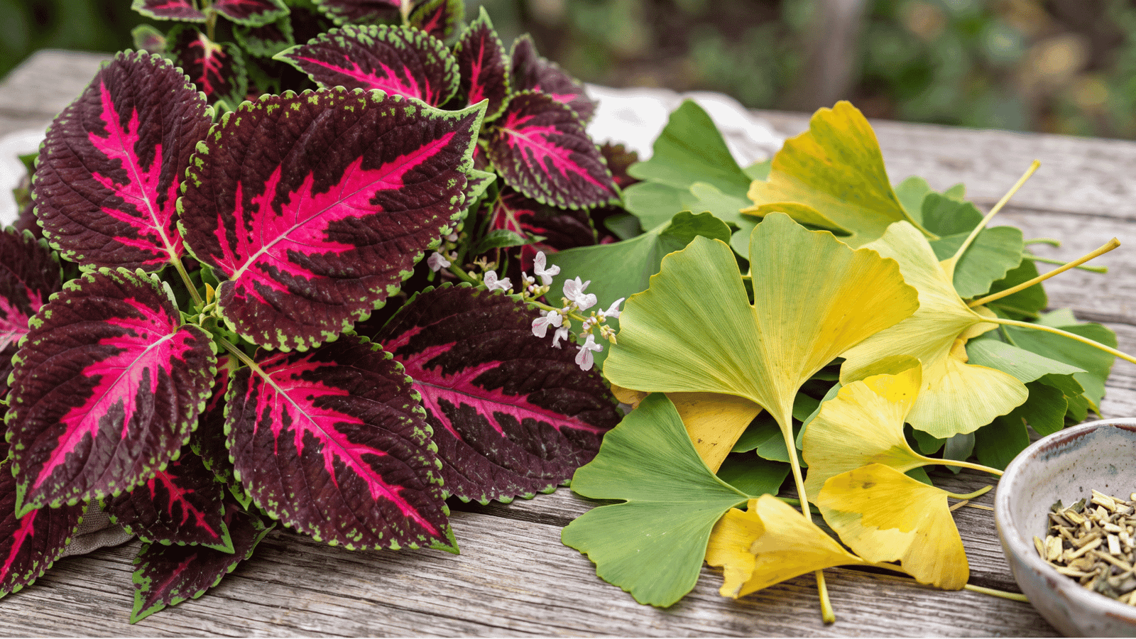 Illustrative ginkgo biloba and coleus forskohlii botanicals