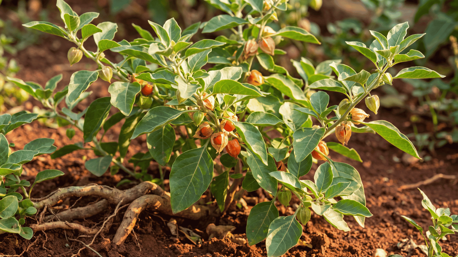 Illustrative Ashwagandha ingredient photograph