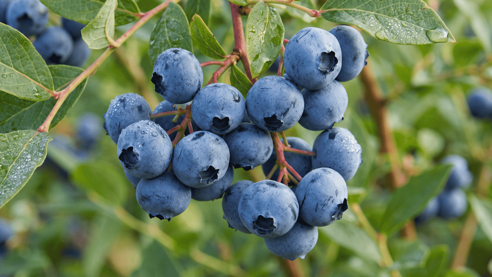 Illustrative Blueberry ingredient photograph