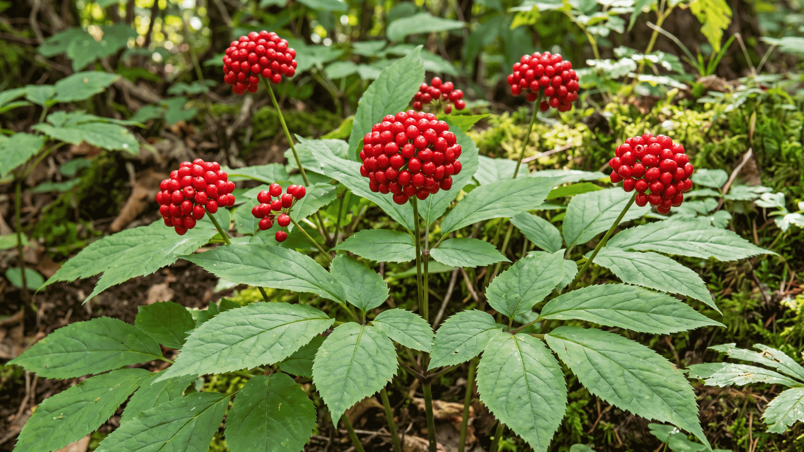 Illustrative Panax Ginseng ingredient photograph