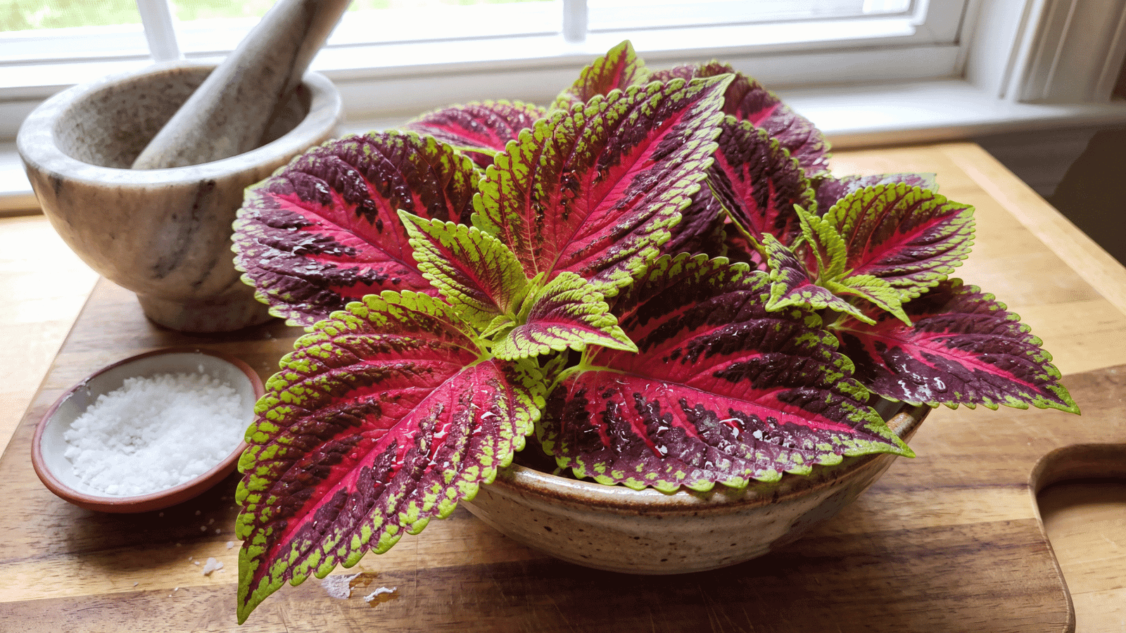 Illustrative Coleus forskohlii plant