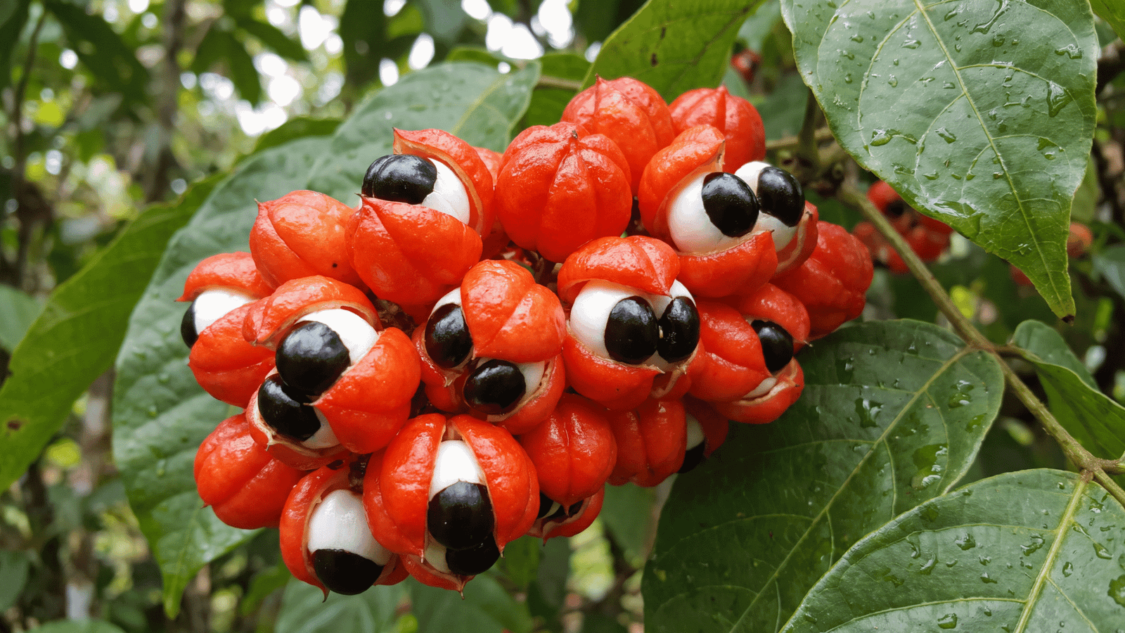 Illustrative guarana seeds