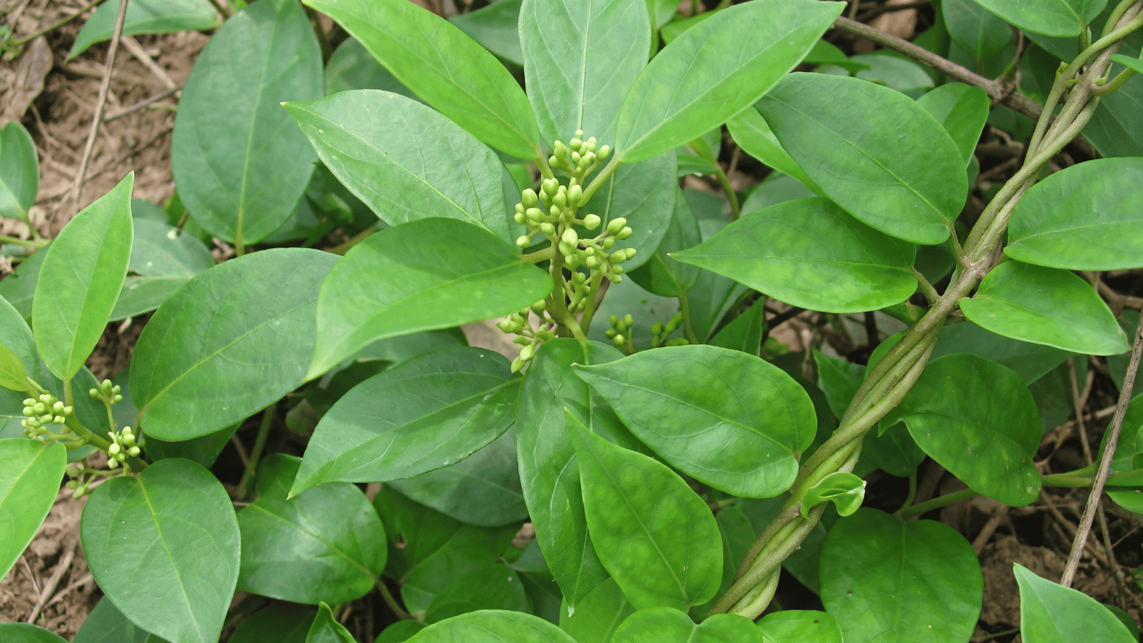 Illustrative Gymnema sylvestre leaves